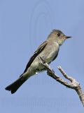 _MG_2991 Eastern Wood-Pewee.jpg