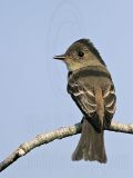 _MG_3195 Eastern Wood-Pewee.jpg