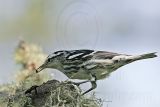 _MG_2168 Black-and-White Warbler.jpg