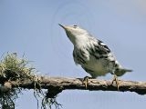 _MG_2231 Black-and-White Warbler.jpg
