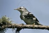 _MG_2236 Black-and-White Warbler.jpg