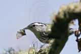 _MG_2245 Black-and-White Warbler.jpg