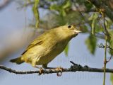 _MG_3475 Yellow Warbler.jpg