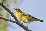 _MG_3487 Yellow Warbler.jpg