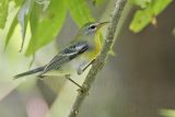 _MG_2062 Northern Parula.jpg