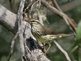 _MG_2640 Northern Waterthrush.jpg