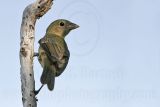 _MG_3298 Painted Bunting.jpg