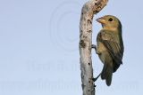 _MG_3307 Painted Bunting.jpg