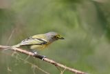 _MG_2724 White-eyed Vireo.jpg
