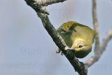 _MG_1759 Orange-crowned Warbler ?.jpg