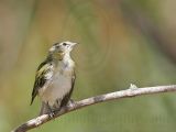 _MG_2415 Tennessee Warbler.jpg
