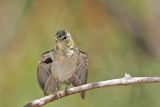 _MG_2433 Tennessee Warbler.jpg