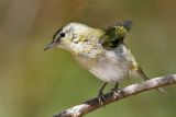 _MG_2443 Tennessee Warbler.jpg