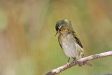 _MG_2449 Tennessee Warbler.jpg