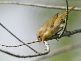 _MG_2768 Common Yellowthroat.jpg