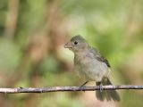 _MG_3283 Painted Bunting.jpg