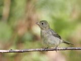 _MG_3287 Painted Bunting.jpg