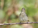 _MG_3289 Painted Bunting.jpg