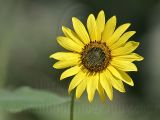 _MG_2771 800.jpg