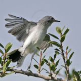 _MG_2904 Blue-gray Gnatcatcher.jpg