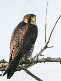 _MG_4985 Peregrine Falcon.jpg