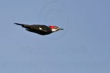 _MG_8673 Pileated Woodpecker.jpg