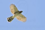 _MG_8946 Coopers Hawk.jpg