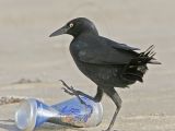 _MG_6671 Great-tailed Grackle.jpg