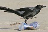 _MG_6677 Great-tailed Grackle.jpg