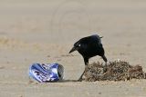 _MG_6811 Great-tailed Grackle.jpg