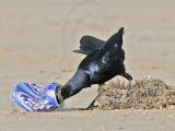 _MG_6823 Great-tailed Grackle.jpg