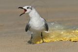 _MG_7001 Laughing Gull.jpg