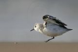 _MG_6337 Sanderling.jpg