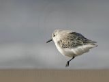 _MG_6343 Sanderling.jpg