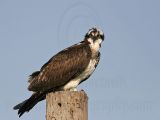 _MG_6010 Osprey.jpg
