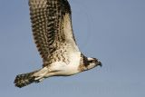 _MG_6072 Osprey.jpg