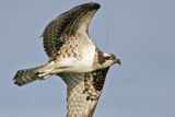_MG_6073 Osprey.jpg