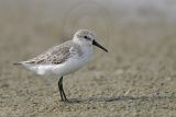 _MG_7951 Western Sandpiper.jpg