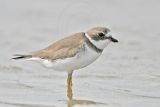 _MG_7935 Semipalmated Plover.jpg