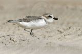 _MG_7637 Snowy Plover.jpg