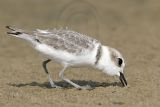_MG_7718 Snowy Plover.jpg
