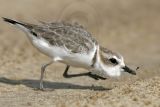 _MG_7867 Snowy Plover.jpg