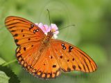 _MG_7275 Gulf Fritillary.jpg
