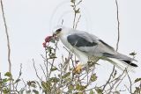 _MG_8481 White-tailed Kite.jpg