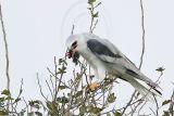 _MG_8491 White-tailed Kite.jpg