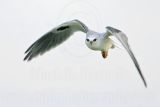_MG_8545 White-tailed Kite.jpg