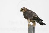 _MG_8057 Merlin.jpg