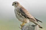 _MG_8253 Merlin.jpg