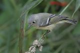 _MG_7100 Ruby-crowned Kinglet.jpg