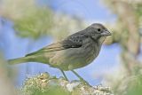 _MG_7174 Brown-headed Cowbird.jpg